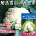 雪山60花椰菜种子批发白花菜大田用种早熟耐热耐湿花球紧实