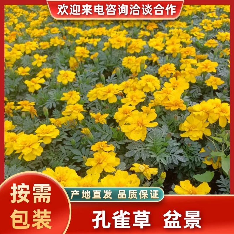 【优质孔雀草】新品上市辽宁沈阳品种齐全代发全国价优