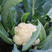 雪山60花椰菜种子批发白花菜大田用种早熟耐热耐湿花球紧实
