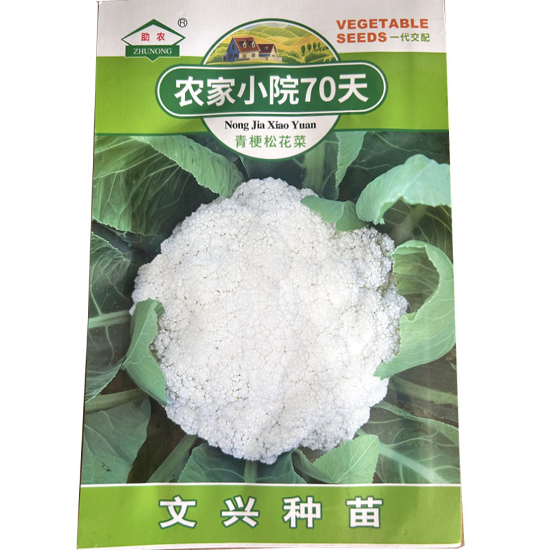 农家小院70天青梗松花菜种子杂交种春秋种植松花菜白色基地