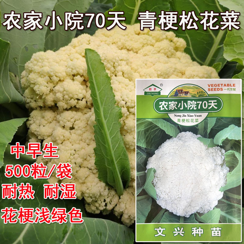 农家小院70天青梗松花菜种子杂交种春秋种植松花菜白色基地