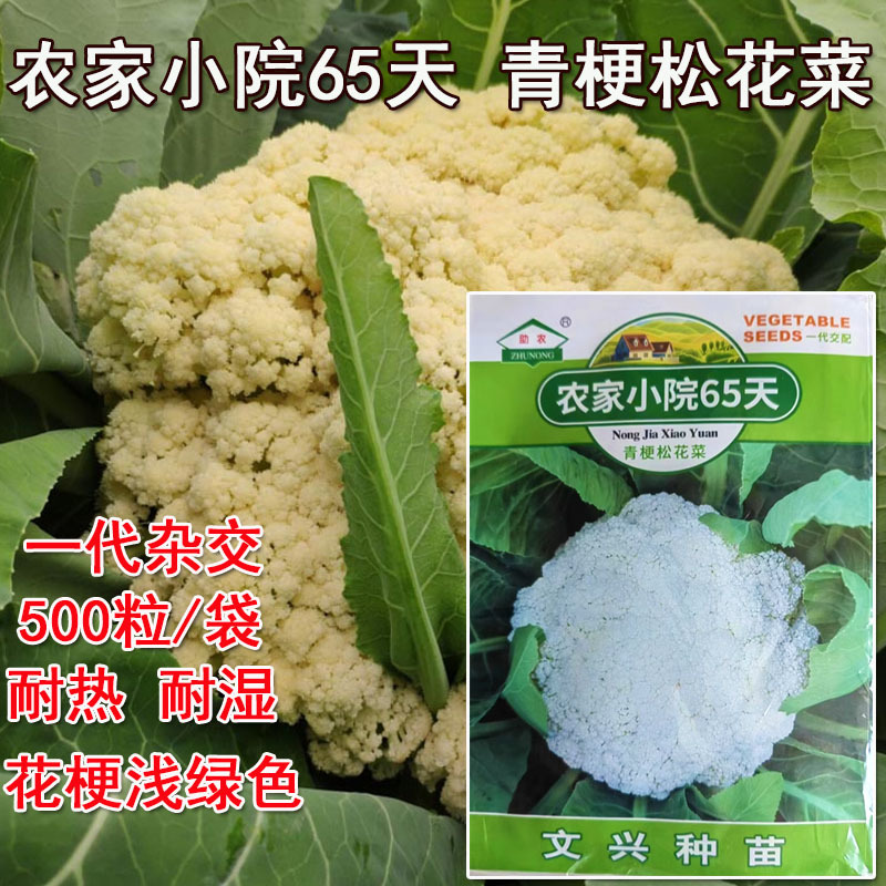 农家小院65天青梗松花菜种子花椰菜白花耐热春秋种植四季蔬