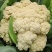 农家小院65天青梗松花菜种子花椰菜白花耐热春秋种植四季蔬