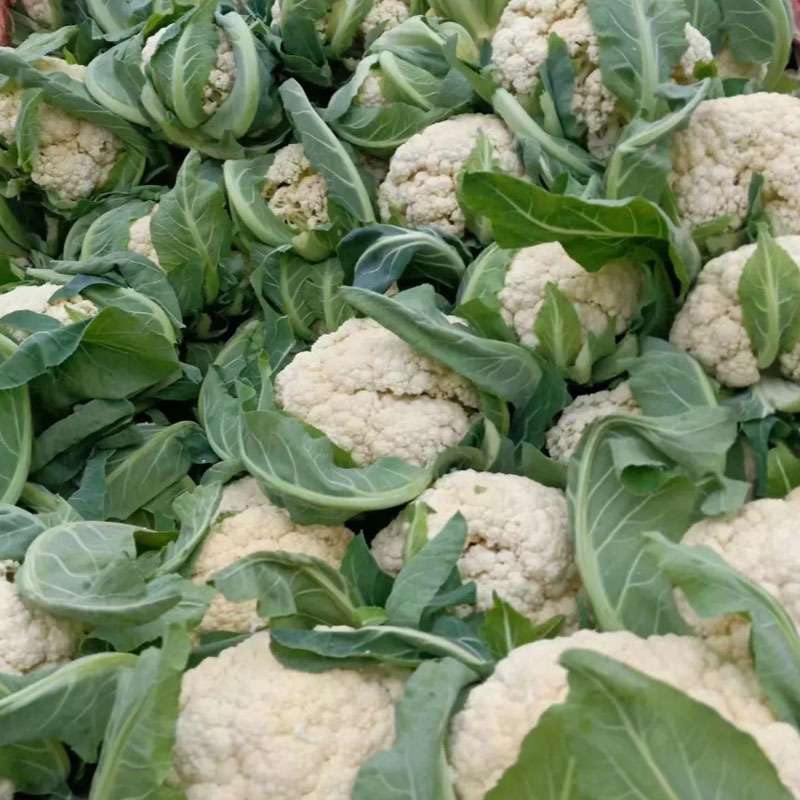 农家小院65天青梗松花菜种子花椰菜白花耐热春秋种植四季蔬