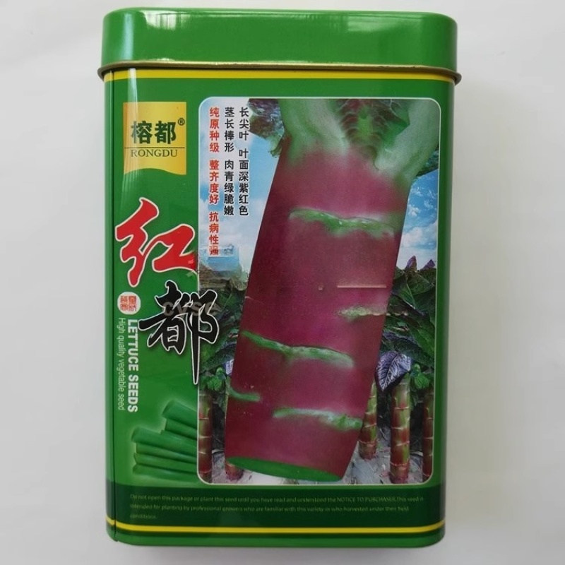 圆叶香莴笋种子粗棒皮嫩绿肉青色味清香秋冬播耐寒