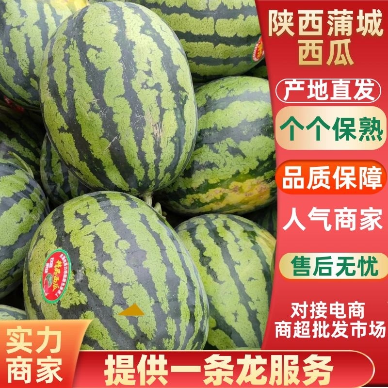 美都西瓜陕西西瓜规格齐支持视频看货代发