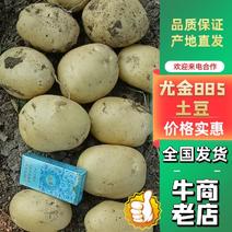 精品土豆尤金885土豆大量上市品质高价格低一手货源
