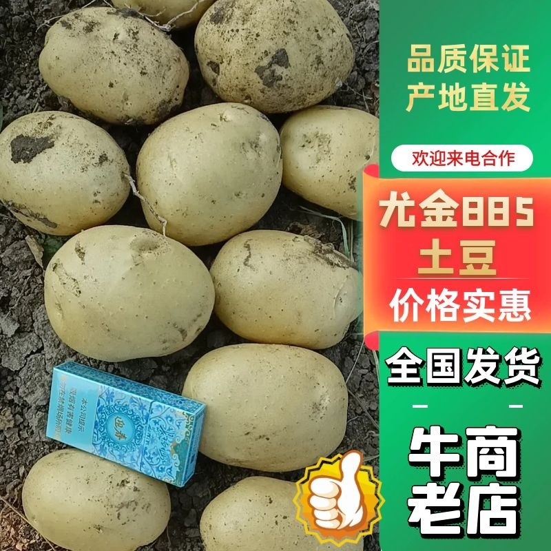 精品土豆尤金885土豆大量上市品质高价格低一手货源