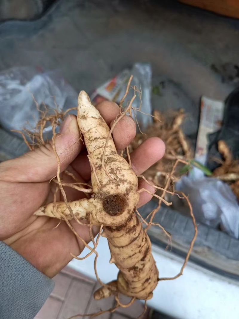 鲜黄精鸡头黄精辽宁黄精产地直供大货通货鲜货全国发货欢迎电联
