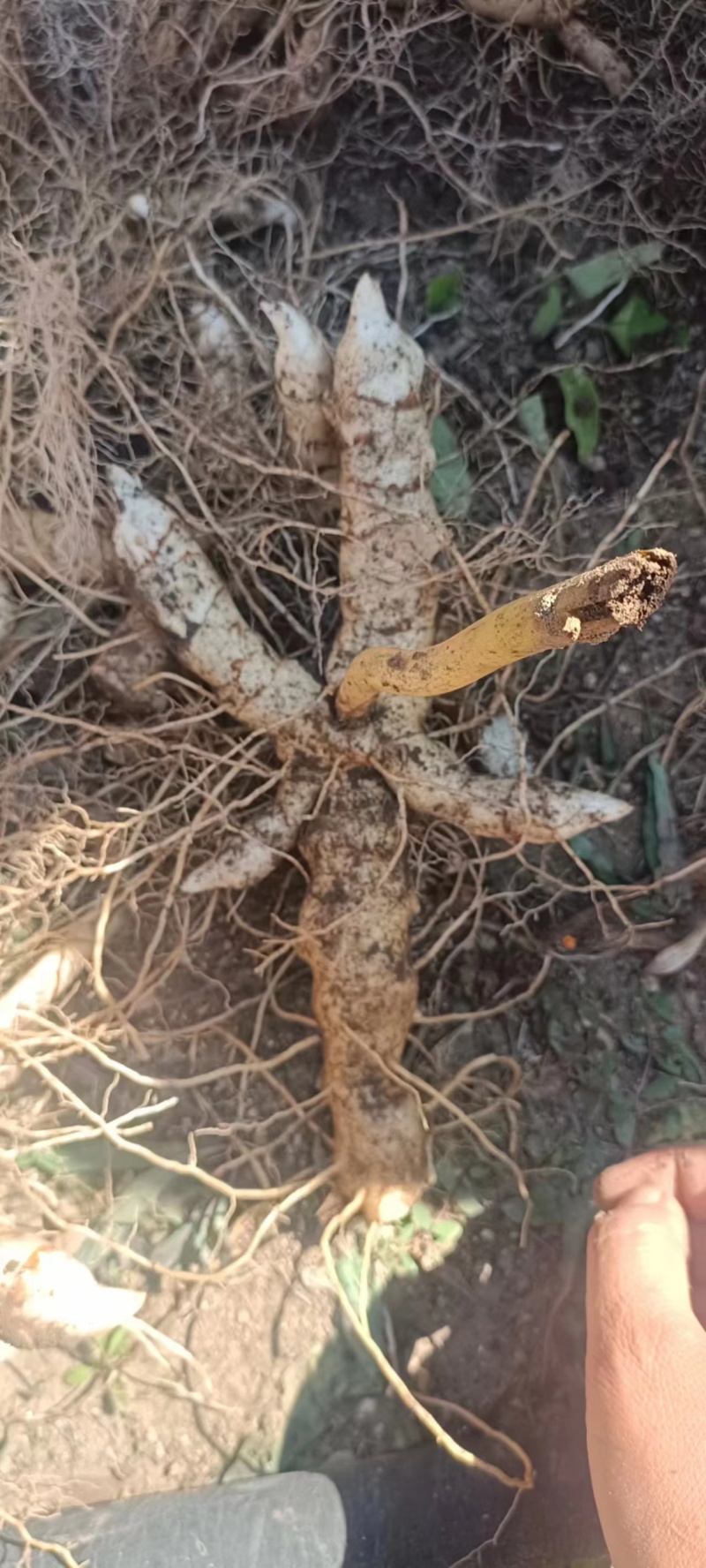 鲜黄精鸡头黄精辽宁黄精产地直供大货通货鲜货全国发货欢迎电联