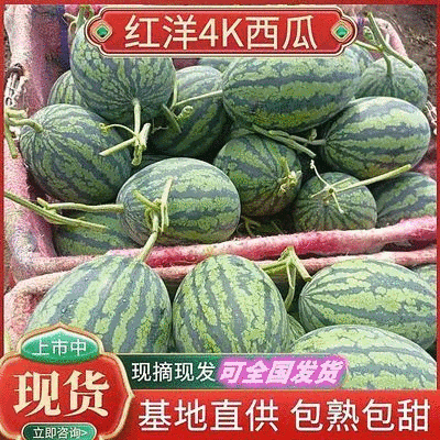 吉林红瓤4k吉林西瓜皮薄个大口感好红洋4k西瓜