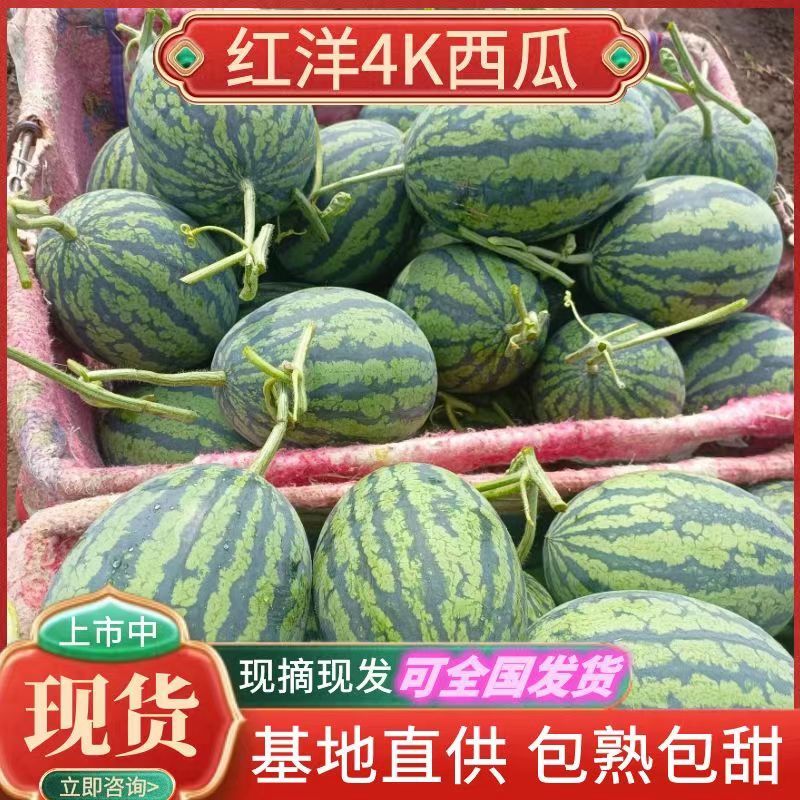 吉林红瓤4k吉林西瓜皮薄个大口感好红洋4k西瓜