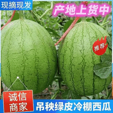 吉林西瓜吉林小凤西瓜黄瓤吊秧绿皮冷棚西瓜东北西瓜