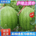 吉林西瓜吉林小凤西瓜黄瓤吊秧绿皮冷棚西瓜东北西瓜