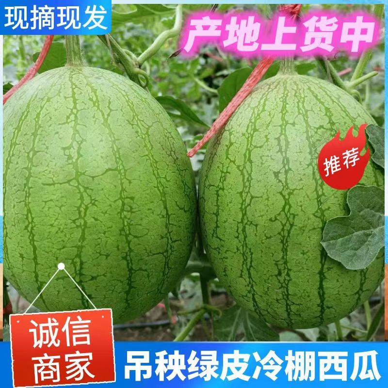 吉林西瓜吉林小凤西瓜黄瓤吊秧绿皮冷棚西瓜东北西瓜