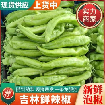 泡椒吉林扶余辣椒产地看货保质保量产地直发