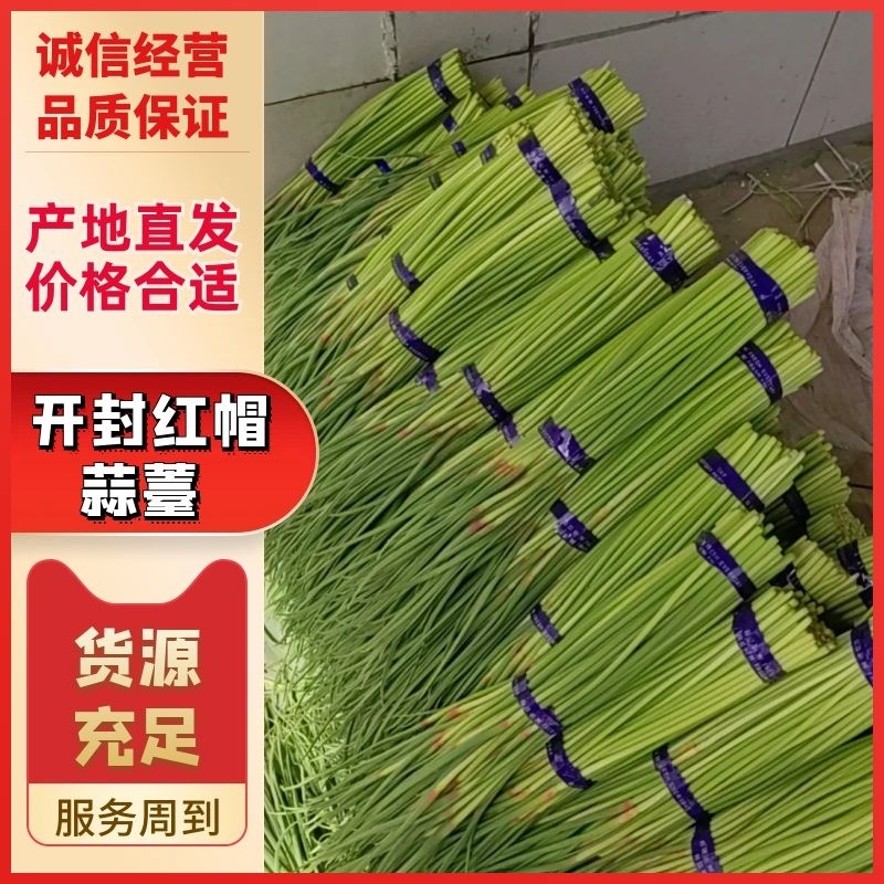 通许精品红帽蒜苔，现摘现发，产地直供，质量保证全国发货