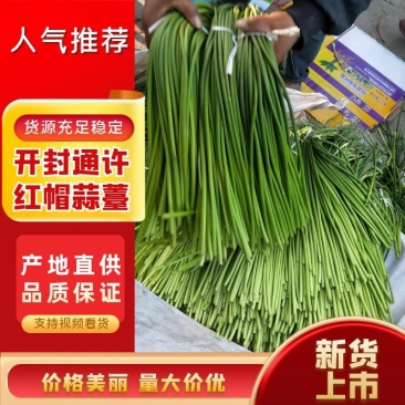 通许精品红帽蒜苔，现摘现发，产地直供，质量保证全国发货
