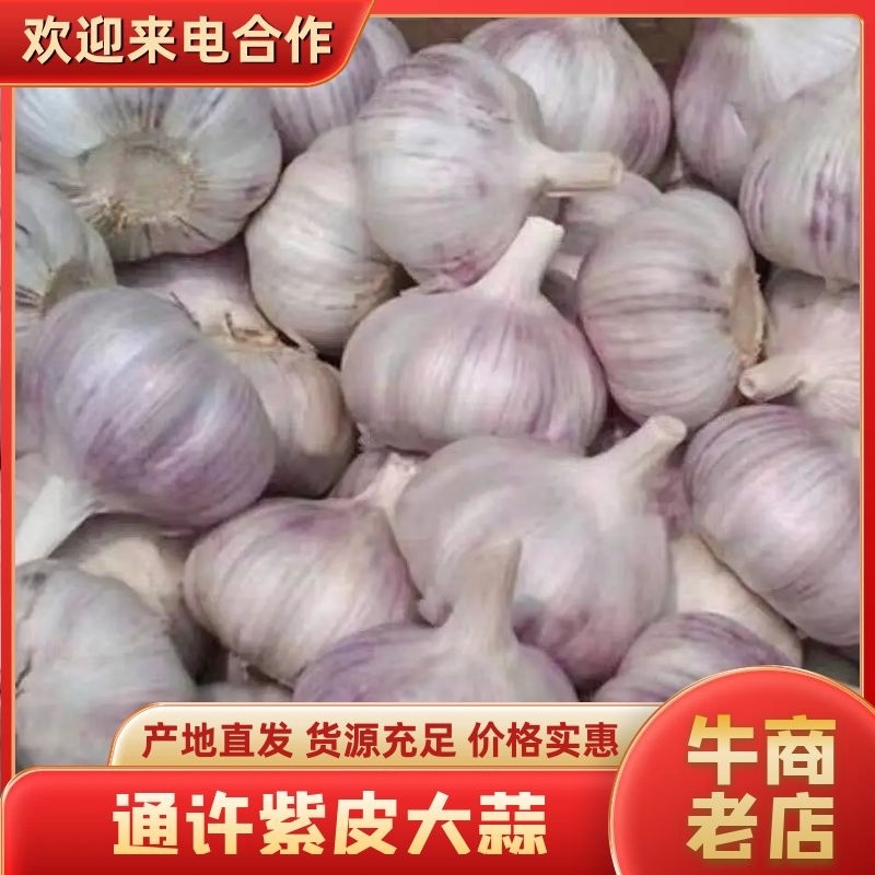 开封大蒜精品紫皮蒜大量上市，质量保证欢迎咨询