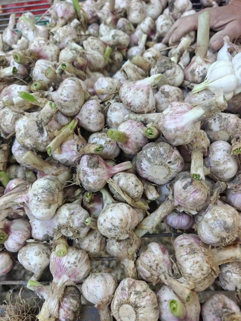 开封大蒜精品紫皮蒜大量上市，质量保证欢迎咨询