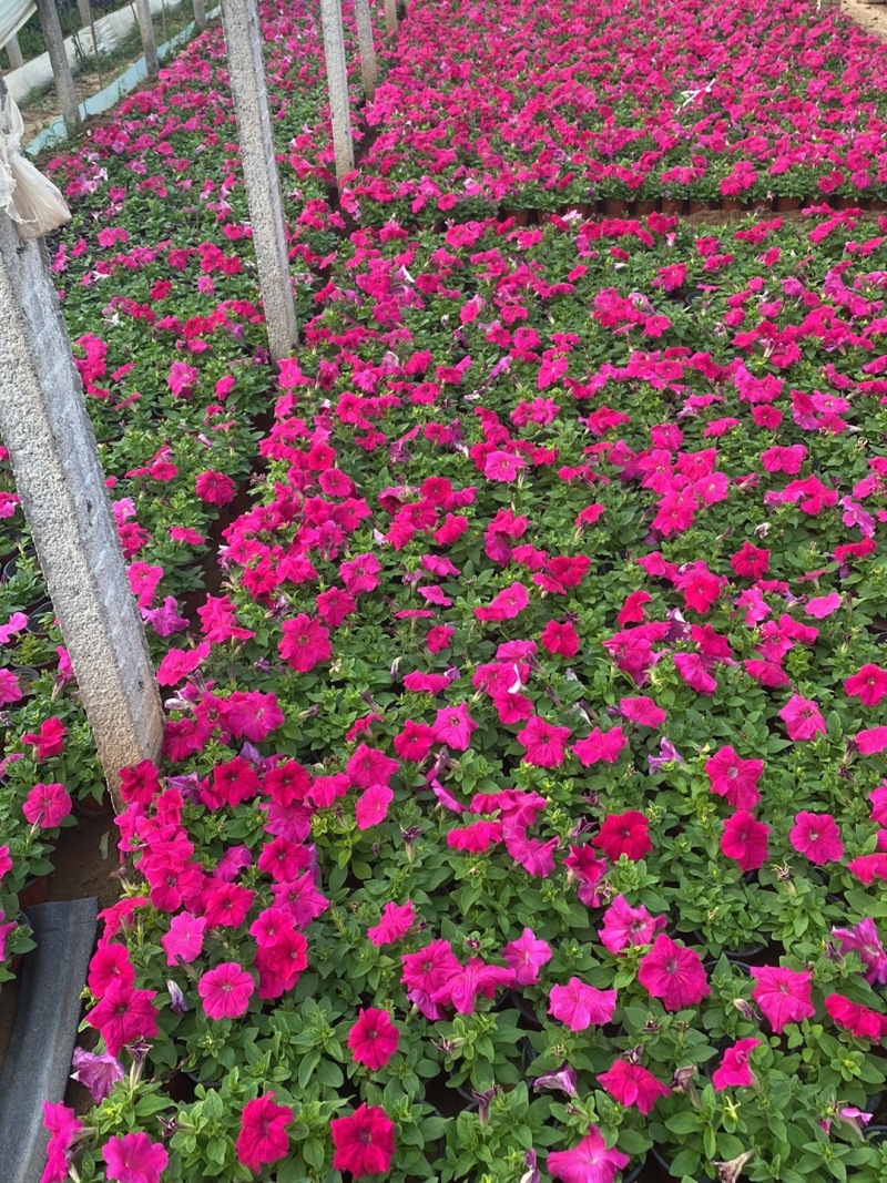 矮牵牛花小杯牵牛花，大量供应