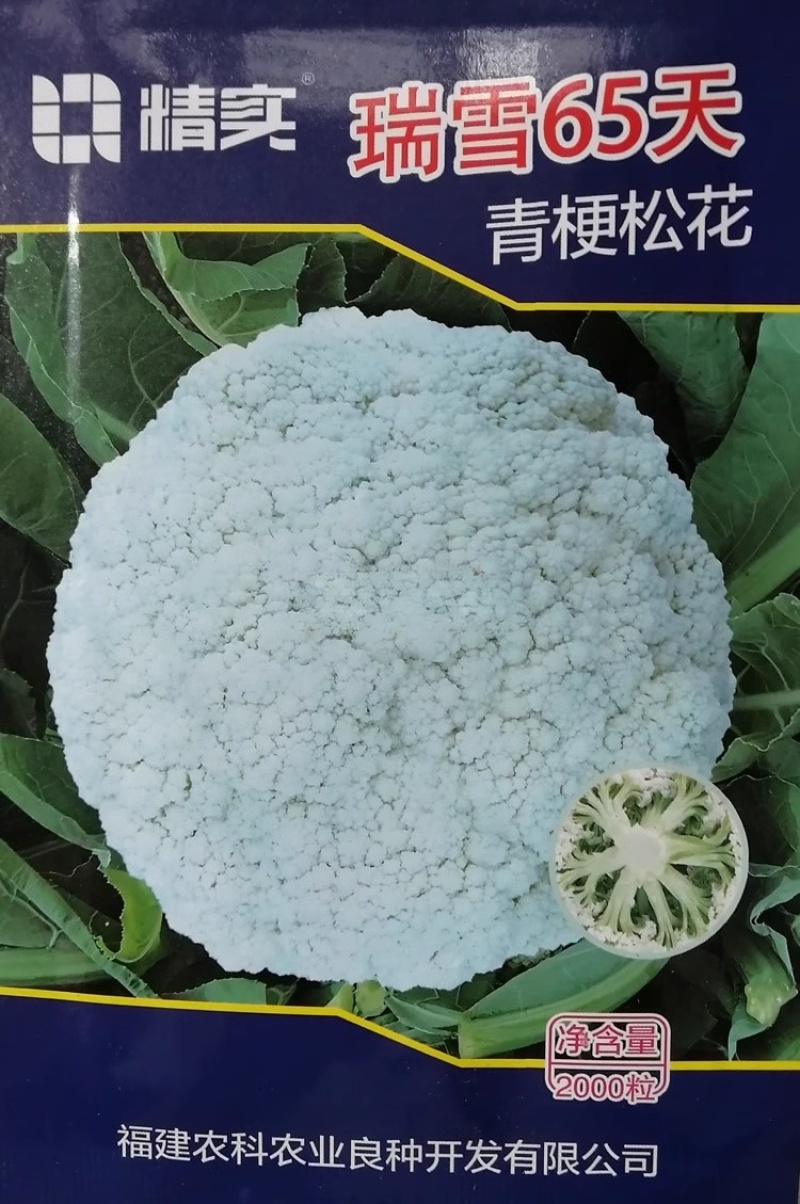 瑞雪松花菜种子较耐热耐湿花球松大花雷白青梗基地种