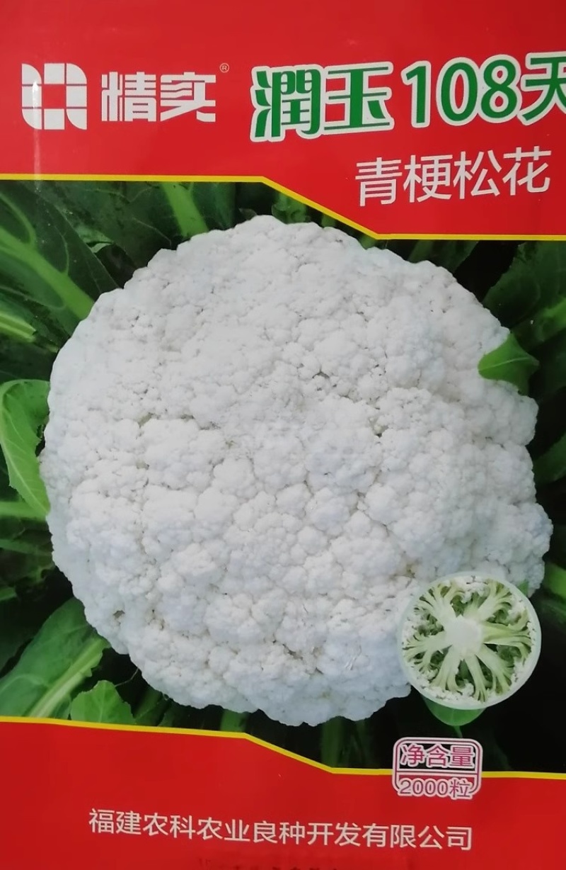 瑞雪松花菜种子较耐热耐湿花球松大花雷白青梗基地种