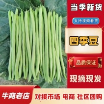 四季豆大量上市江苏淮安四季豆对接全国商超市场等