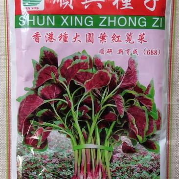香港种大圆叶红苋菜种子耐热耐寒耐湿抗病抗虫四季种植