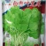 香港种大圆叶红苋菜种子耐热耐寒耐湿抗病抗虫四季种植