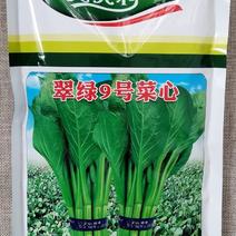 翠绿9号菜心种子中晚熟圆叶菜苔种籽叶片椭圆亮绿茎秆油绿