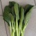 翠绿9号菜心种子中晚熟圆叶菜苔种籽叶片椭圆亮绿茎秆油绿