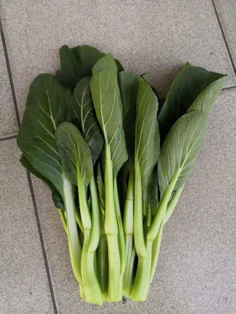 翠绿9号菜心种子中晚熟圆叶菜苔种籽叶片椭圆亮绿茎秆油绿
