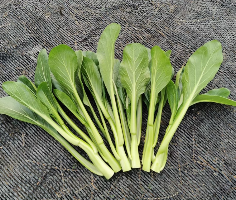 翠绿9号菜心种子中晚熟圆叶菜苔种籽叶片椭圆亮绿茎秆油绿
