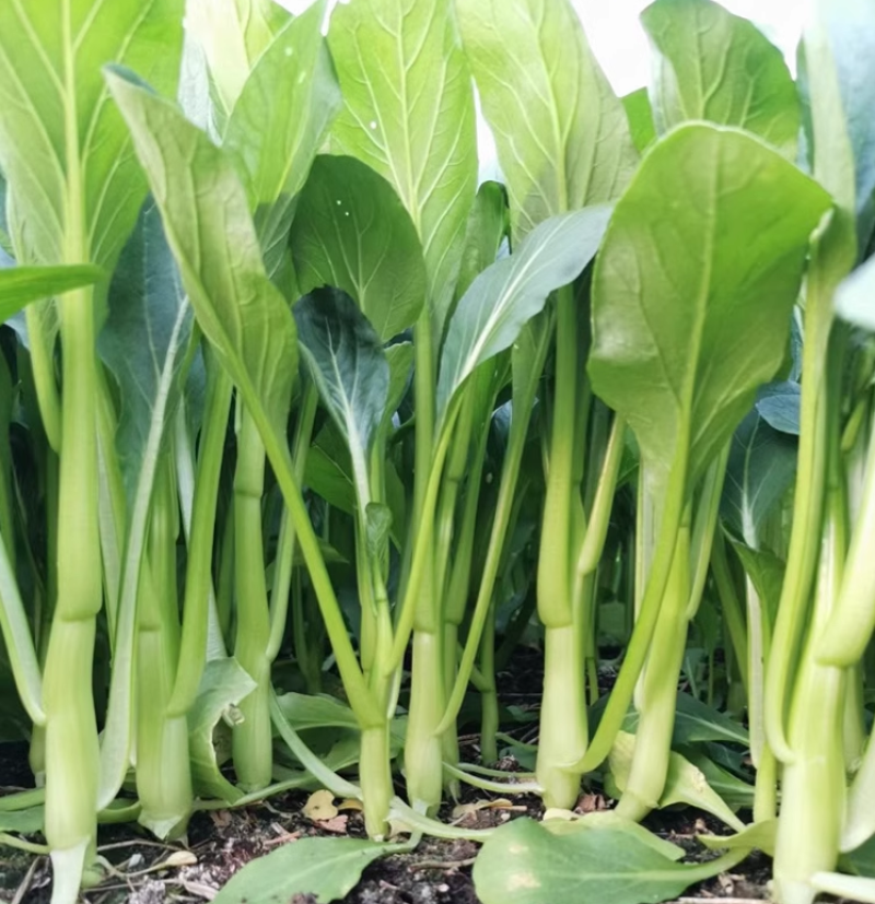 翠绿9号菜心种子中晚熟圆叶菜苔种籽叶片椭圆亮绿茎秆油绿