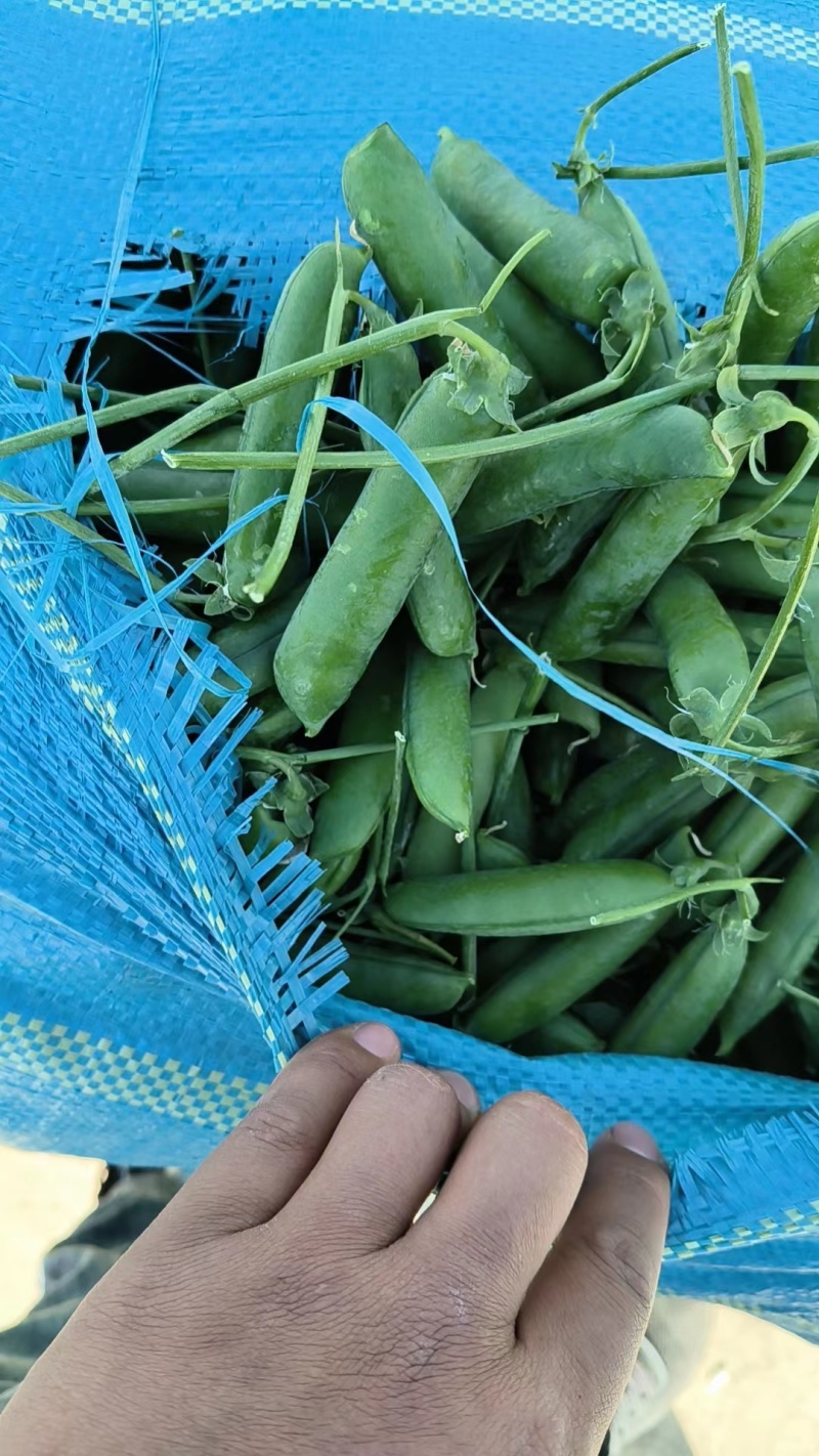 长寿仁豌豆豌豆大量供应对接各种市场量大从优