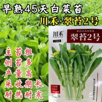 翠苔2号白菜苔种子早熟主苔粗侧芽多耐热耐寒