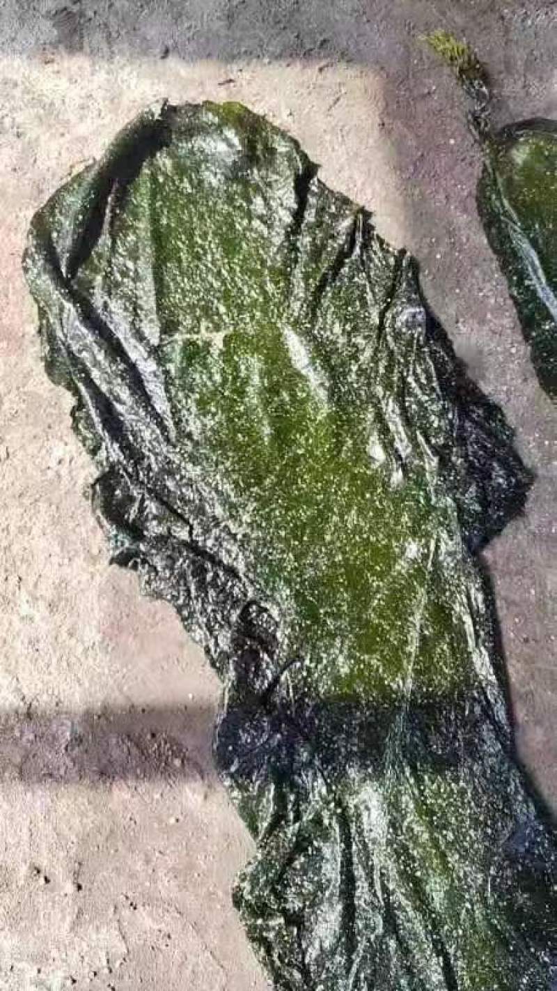 山东海带腌渍海带海带皮质量保证价格实惠欢迎电联