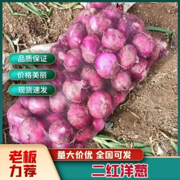[洋葱]二红洋葱新品上市对接各大市场商超电联优惠
