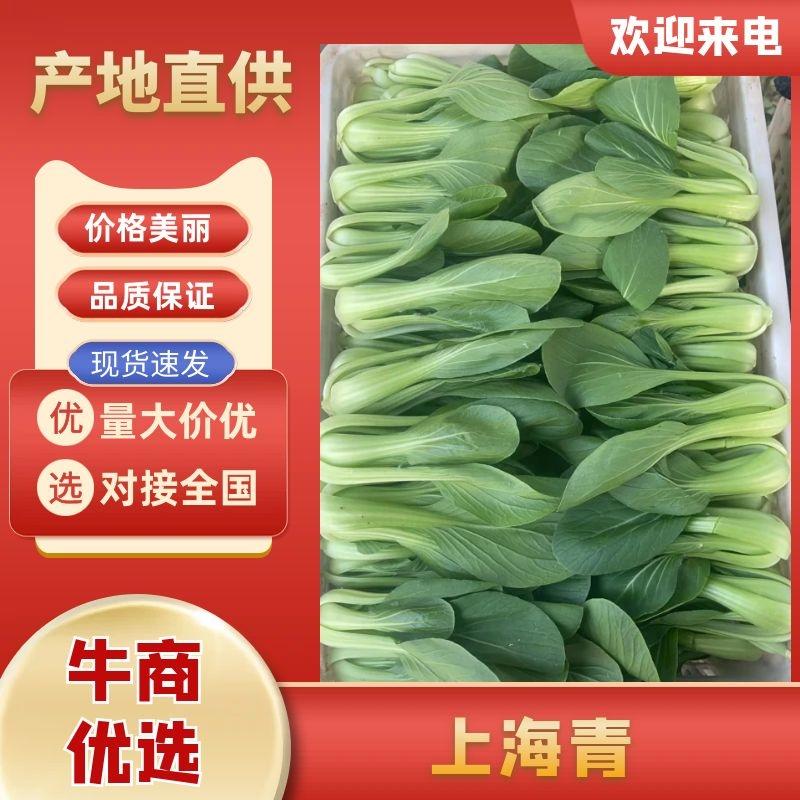 山东菏泽上海青油菜大量供应产区直发量大从优，欢迎咨询