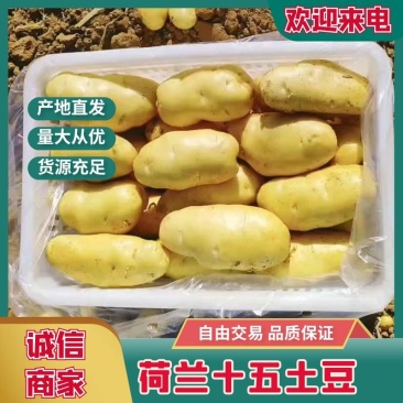 【实力】山东土豆，荷兰十五黄皮黄心市场商超电商货产地直发