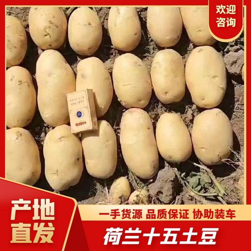 【山东荷兰十五】产地现货电商商超货一手货源全国发货