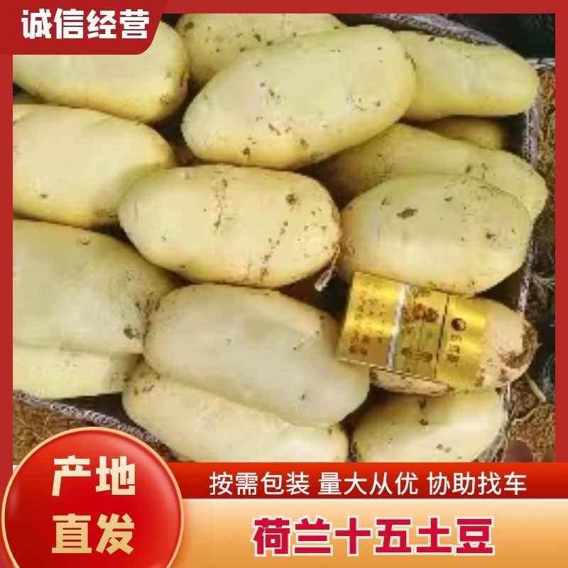 【山东荷兰十五】产地现货电商商超货一手货源全国发货