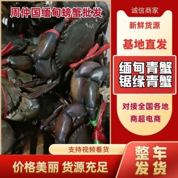 缅甸螃蟹锯缘青蟹批发鲜活蟹一手货源常年大吨位供应市场批发