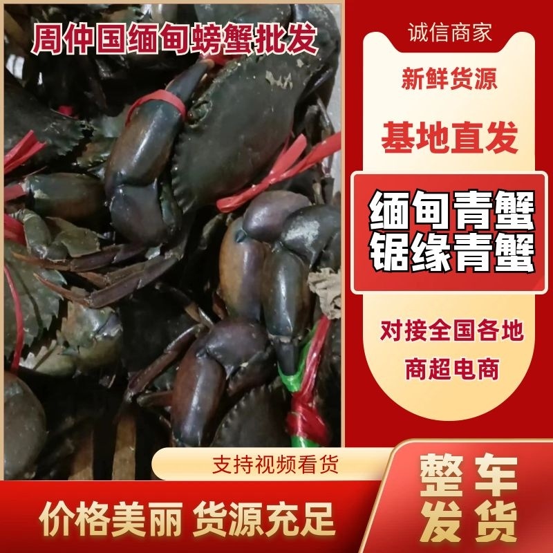 缅甸螃蟹锯缘青蟹批发鲜活蟹一手货源常年大吨位供应市场批发
