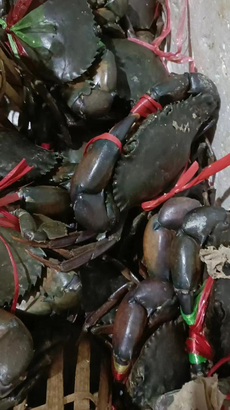 缅甸螃蟹锯缘青蟹批发鲜活蟹一手货源常年大吨位供应市场批发