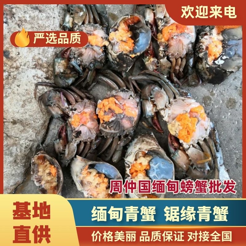 缅甸青蟹，锯缘青蟹铁蟹，膏蟹，冻蟹批发，酒店专业配送