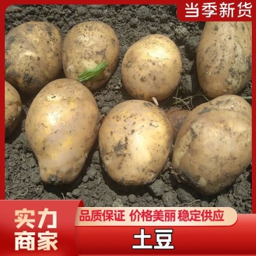 成都附近各种土豆上市黄心土豆沃土5实验1V7需要联系