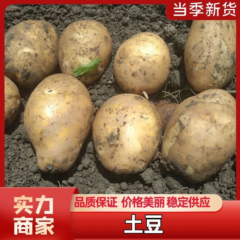 成都附近各种土豆上市黄心土豆沃土5实验1V7需要联系