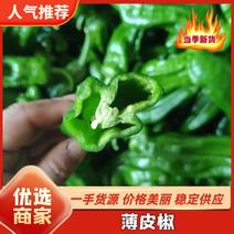 上海薄皮辣椒产地一手货源实力供货对接全国市场商超